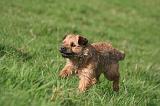 BORDER TERRIER 140